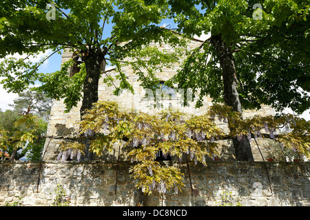 Ich Glicini der Pieve di die rumänische Stockfoto