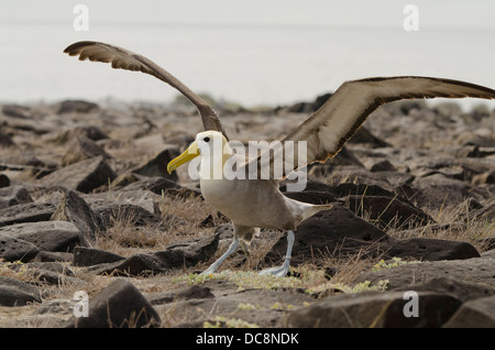 Ecuador, Galapagos, Espanola Insel (aka Haube), Punta Suarez. Endemische geschwenkt Albatros. Stockfoto