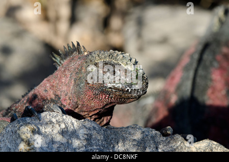 Ecuador, Galapagos, Espanola, Punta Suarez. Endemische Unterart marine Iguana (Wild: Amblyrhynchus Cristatus Venustissimus). Stockfoto