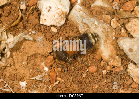 Velvet Ant Korfu. Griechenland Stockfoto