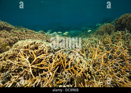 Hirschhorn Coral (Acropora Cervicornis) auf einem tropischen Riff abseits die Insel Roatan, Honduras. Stockfoto