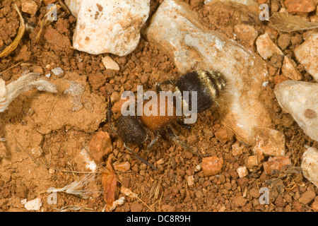 Velvet Ant Korfu. Griechenland Stockfoto