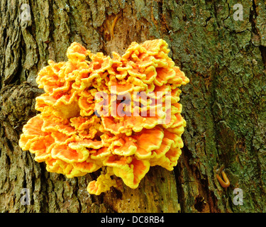 Orange-Pilze wachsen auf einem faulenden Baum im Wald. Stockfoto