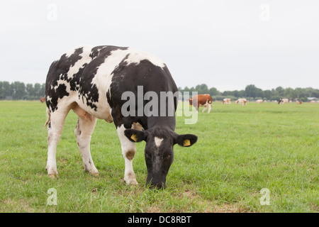 schwarz / weiß getupft grasende Kuh in einer niederländischen Wiese Stockfoto