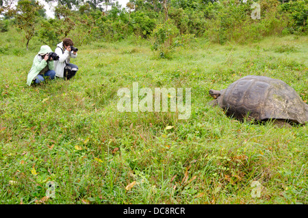 Ecuador, Galapagos, Santa Cruz-Hochland. Touristen fotografieren von wilden Galapagos kuppelförmigen Schildkröte. Stockfoto