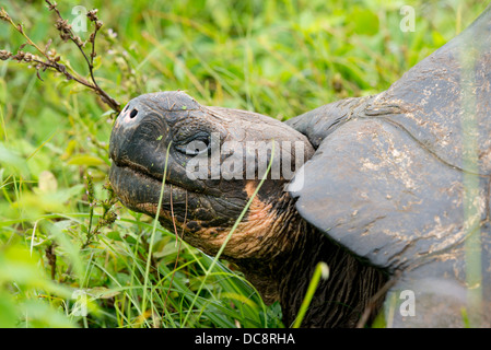 Ecuador, Galapagos. Santa Cruz-Hochland. Nahaufnahme des wilden Galapagos kuppelförmigen Schildkröte. Stockfoto