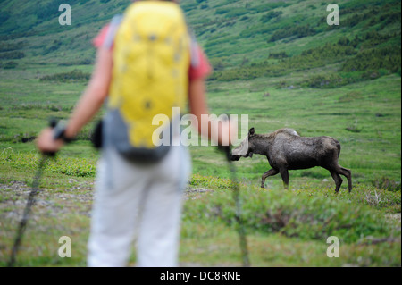 Backpacker trifft ein Elch beim Wandern im Chugach State Park in der Nähe von Anchorage, Alaska. Stockfoto