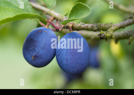 Prunus Domestica Subspecies Insititia. Pflaumenmus "Fairleigh' wächst in einem englischen Obstgarten. Stockfoto