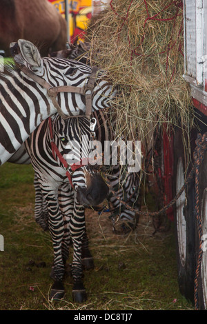 Redford, Michigan - Zebras füttern vor einer Aufführung des Kelly Miller Zirkus. Stockfoto