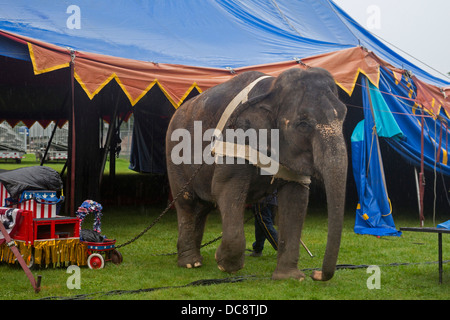 Redford, Michigan - hilft ein Elefant, ein Zelt für eine Aufführung des Kelly Miller Zirkus aufstellen. Stockfoto