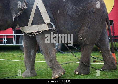 Redford, Michigan - hilft ein Elefant, ein Zelt für eine Aufführung des Kelly Miller Zirkus aufstellen. Stockfoto