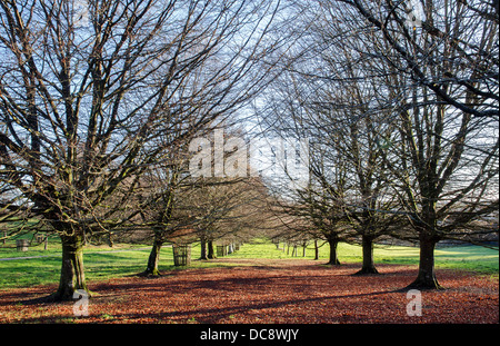 Eine Allee von Rotbuchen im Lanhydrock House in der Nähe von Bodmin in Cornwall Stockfoto