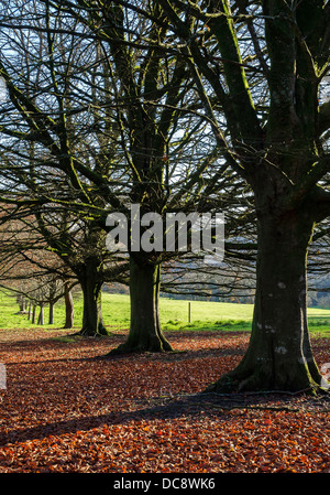 Eine Allee von Rotbuchen im Lanhydrock House in der Nähe von Bodmin in Cornwall Stockfoto