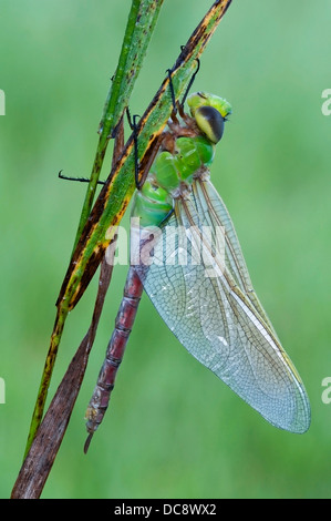 Common Green Darner Libelle Anax junius E. N America, von Skip Moody/Dembinsky Photo Assoc Stockfoto