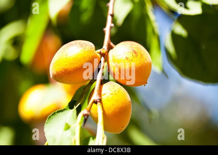 Drei Aprikosen auf einem Ast unter den grünen Blättern im Sommer Stockfoto