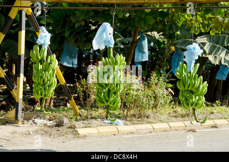 Guatemala, Izabal, Quirigua. Bananenplantage mit Bananenstauden von beweglichen Förderband hängen. Stockfoto