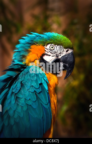 Schön blau und Gold Ara - Papagei-Portrait Stockfoto
