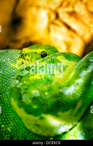 Schlange in freier Wildbahn - Green tree boa Stockfoto