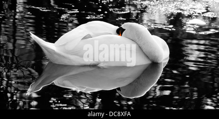 Der schlafende Schwan - schwarz / weiß Stockfoto