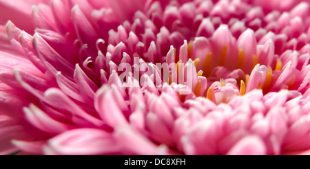 Rosa, Blume, Gerber Gerbera Makro Nahaufnahme Stockfoto