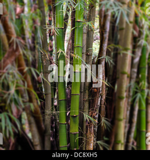 Bambusholz hautnah Stockfoto