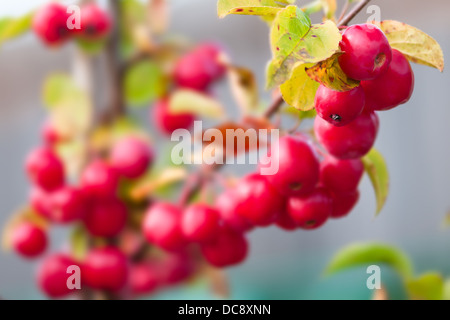 Holzapfel - Malus - Red sentinel Stockfoto