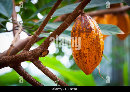 Kakaobaum, Theobroma Cacao, KakaoFrüchte, Mexiko Stockfoto, Bild