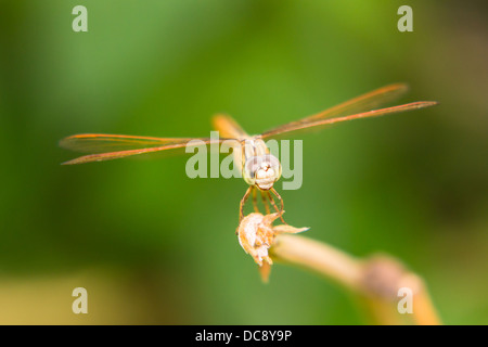 Libelle auf der Natur, Makro Stockfoto