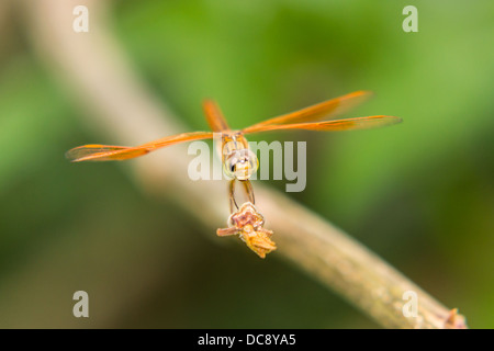 Libelle auf der Natur, Makro Stockfoto