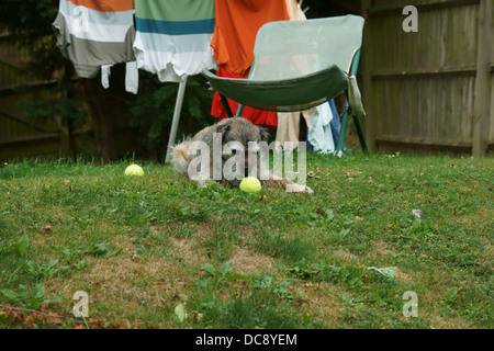 Border Terrier Hund Gesicht statische Haare waschen Linie Bäume Waschen Linie Kleidung Rasen Tennis Ball Eiche Holzzaun h draußen Stockfoto