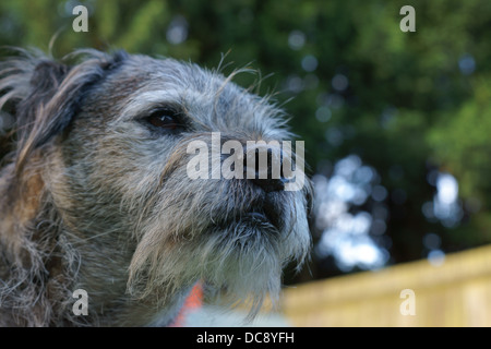 Tücher waschen Linie Border Terrier Hund Gesicht statische Border Terrier Hund Gesicht statische Haare sitzen drausen Linie Bäume Wäsche waschen Stockfoto