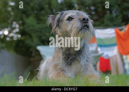 Border Terrier Seite Waschen Linie Bäume Waschen Linie Tücher Rasen sitzen Stockfoto