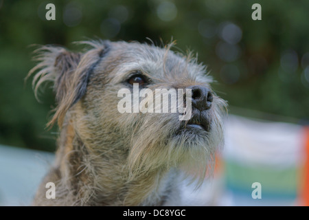 Border Terrier Seite Waschen Linie Bäume Waschen Linie Tücher Rasen sitzen Stockfoto