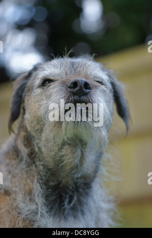 Border Terrier Hund Gesicht statische Haare waschen Linie Bäume Waschen Linie Tücher Rasen drausen sitzen Stockfoto