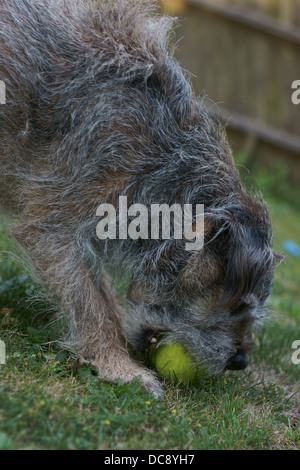 Border Terrier Hund Gesicht statische Haare waschen Linie Bäume Waschen Linie Tücher Rasen Tennis Ball Eiche Holzzaun h drausen sitzen Stockfoto