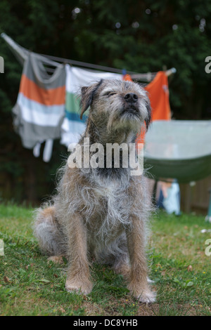 Tücher waschen Linie Border Terrier Hund Gesicht statische Haare statisch chaotisch Hund Standortwahl Rasen Tennis Ball Eiche Holzzaun Haar whisker Stockfoto