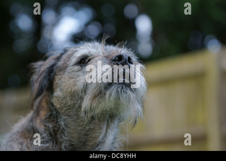 Border Terrier Hund Gesicht statische Haare waschen Linie Bäume Waschen Linie Kleidung Rasen Tennis Ball Eiche Holzzaun drausen sitzen Stockfoto