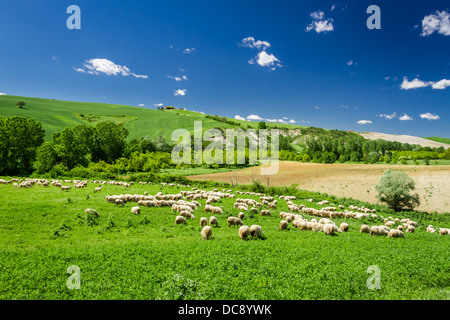 Schafe in Tuscany Wiese, Italien Stockfoto