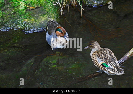 Ein paar grüne – geflügelte Krickente (Anas Vogelarten Carolinensis) Enten an der Virginia Living Museum Newport News, VA. Stockfoto