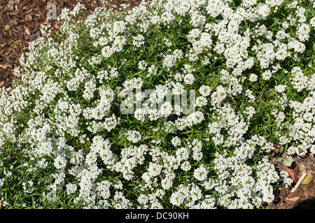 Lobularia Maritima (Alyssum Maritimum) gemeinsamen Namen Sweet Alyssum oder süße alison Stockfoto