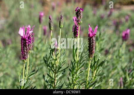 Lavandula Stoechas Französisch (oder Spanisch) Lavendel Stockfoto