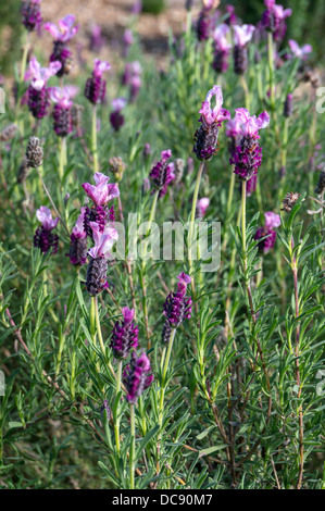 Lavandula Stoechas Französisch (oder Spanisch) Lavendel Stockfoto