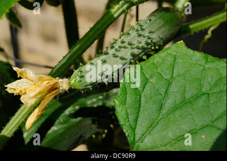 Gurke mit Blüte. Gurke (Cucumis Sativus) ist eine weithin Kulturpflanze in der Kürbis-Familie Cucurbitaceae. Stockfoto