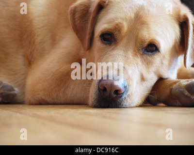 Große goldene Mischling Hund Stockfoto