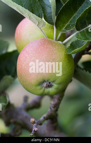 Malus Domestica. Apple "Hanwell sauer' wächst in einem englischen Obstgarten. Stockfoto