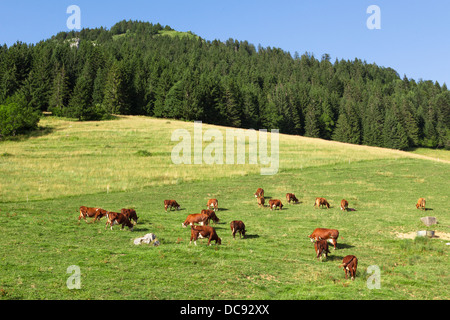 In einer schönen grünen Wiese in den Alpen weiden Kühe Glocken tragen Stockfoto