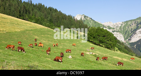 In einer schönen grünen Wiese in den Alpen weiden Kühe Glocken tragen Stockfoto