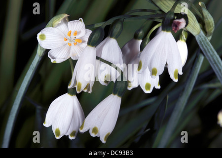 Sommer / Frühling Schneeflocke / Loddon Lily - Leucojum Aestivum-Familie Amaryillidaceae Stockfoto