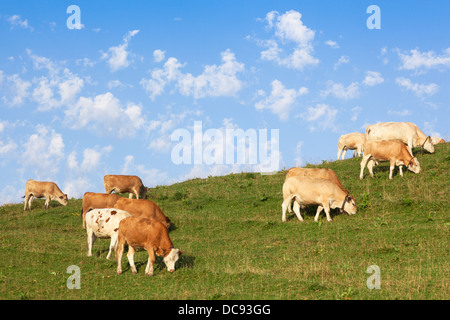 In einer schönen grünen Wiese in den Alpen weiden Kühe Glocken tragen Stockfoto