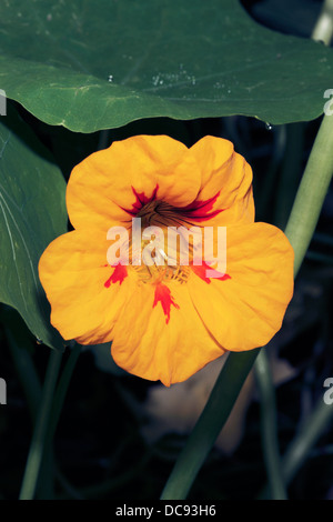 Nahaufnahme der Kapuzinerkresse Blume - Tropaeolum Majus - Familie Tropaeolaceae Stockfoto